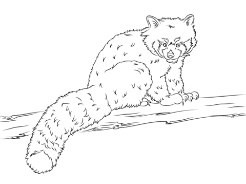 Red Panda  Coloring Page